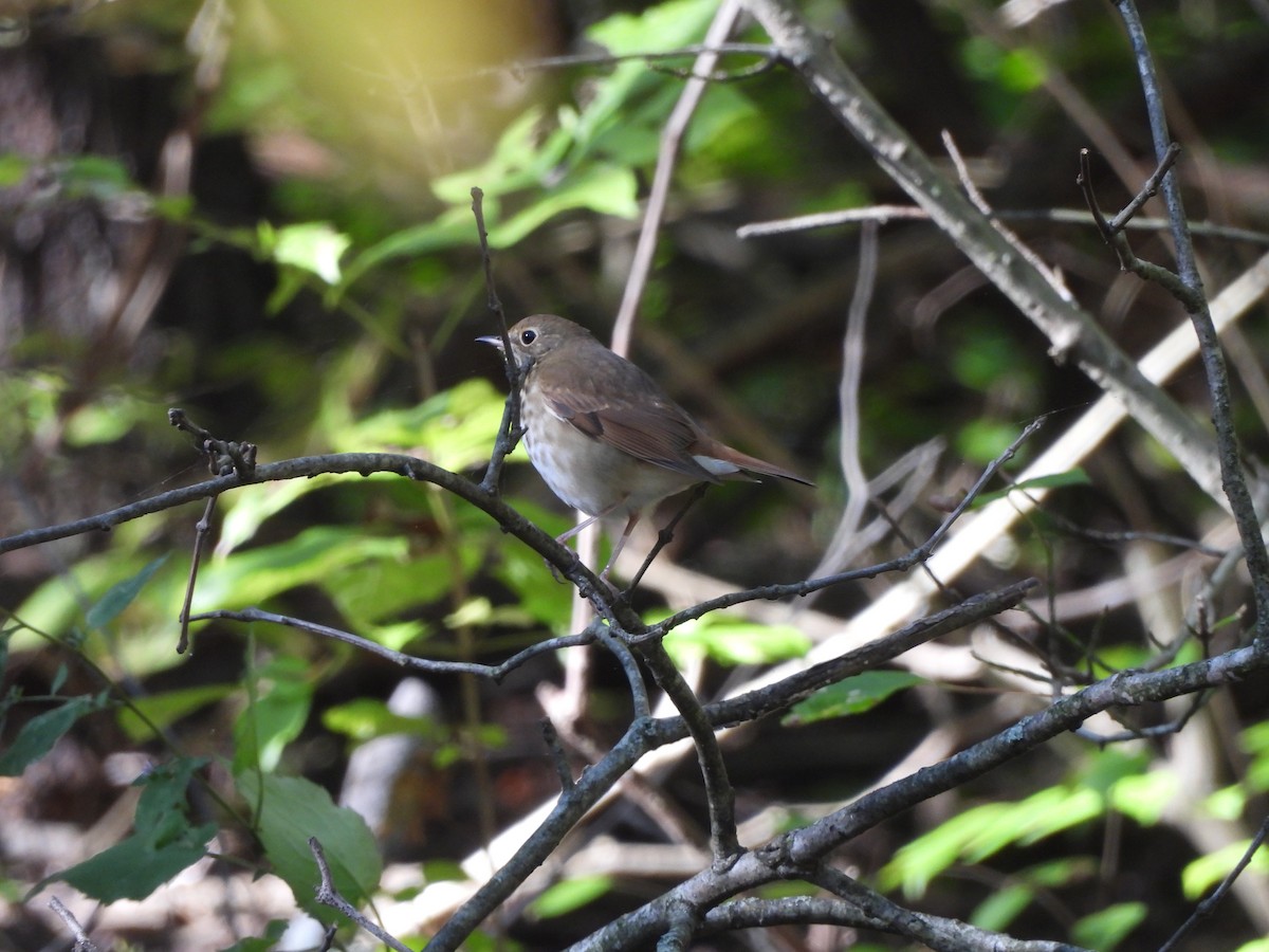 Hermit Thrush - ML624650672