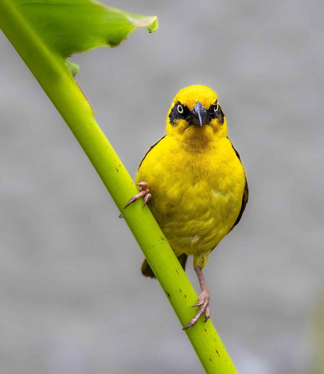 Baglafecht Weaver - William Richards