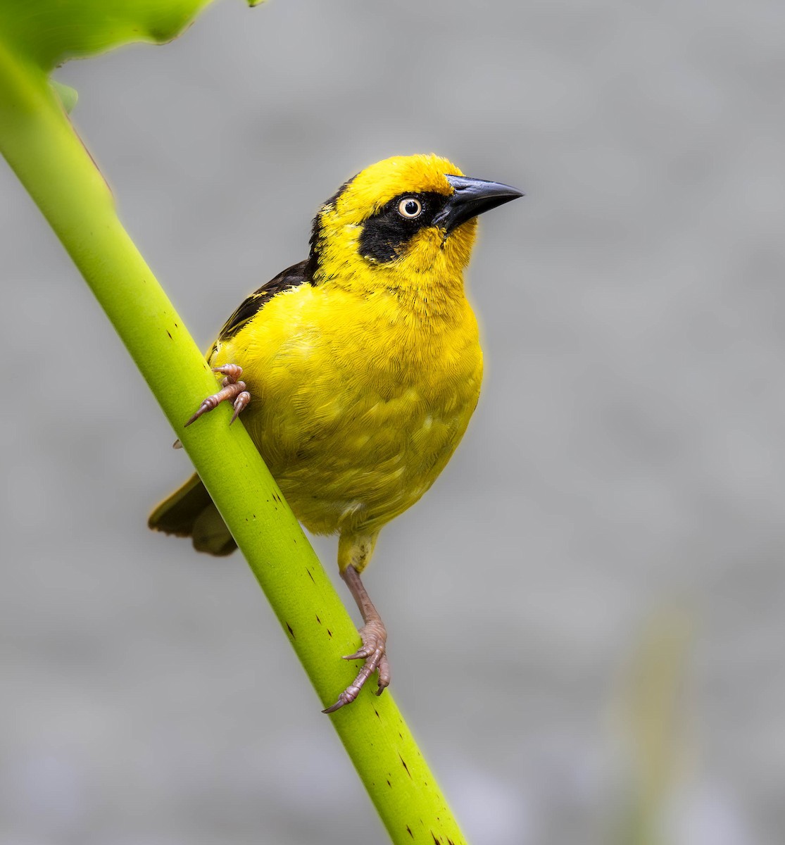 Baglafecht Weaver - ML624651167