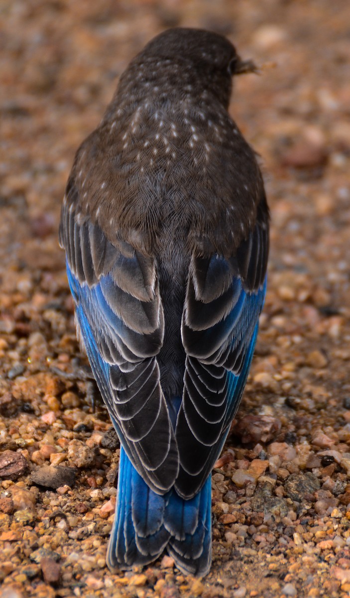 Mountain Bluebird - Patrick Maurice