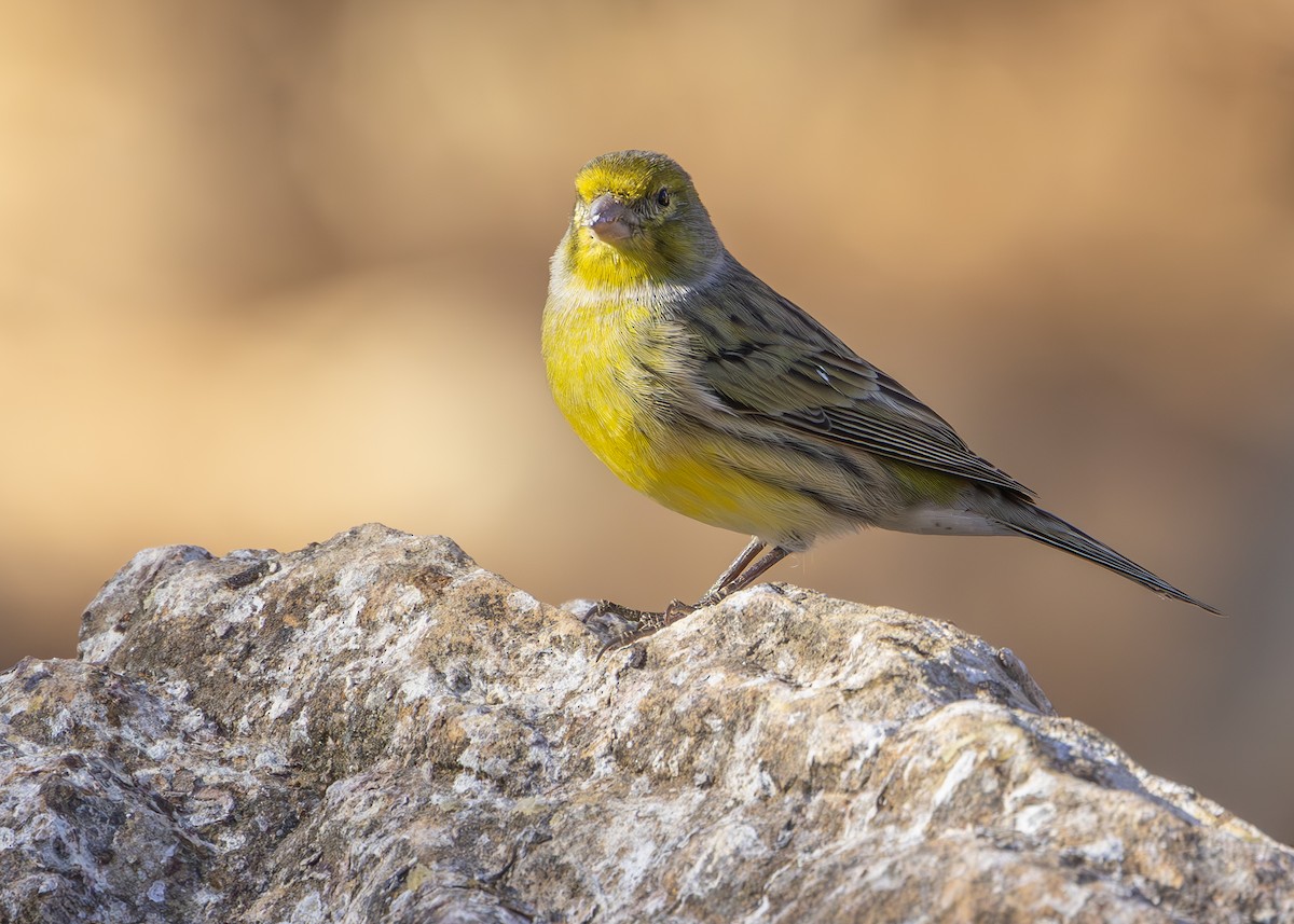 Island Canary - Nathaniel Dargue