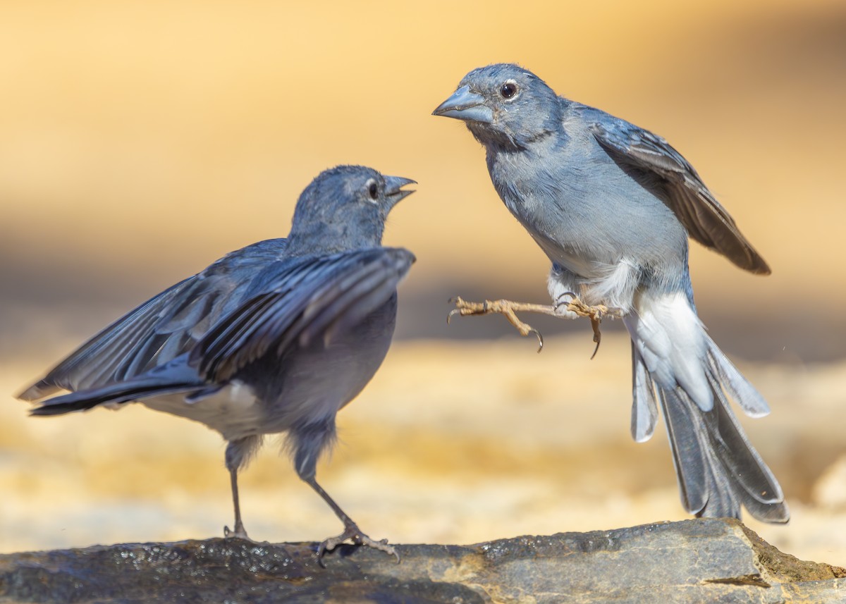 Tenerife Blue Chaffinch - Nathaniel Dargue