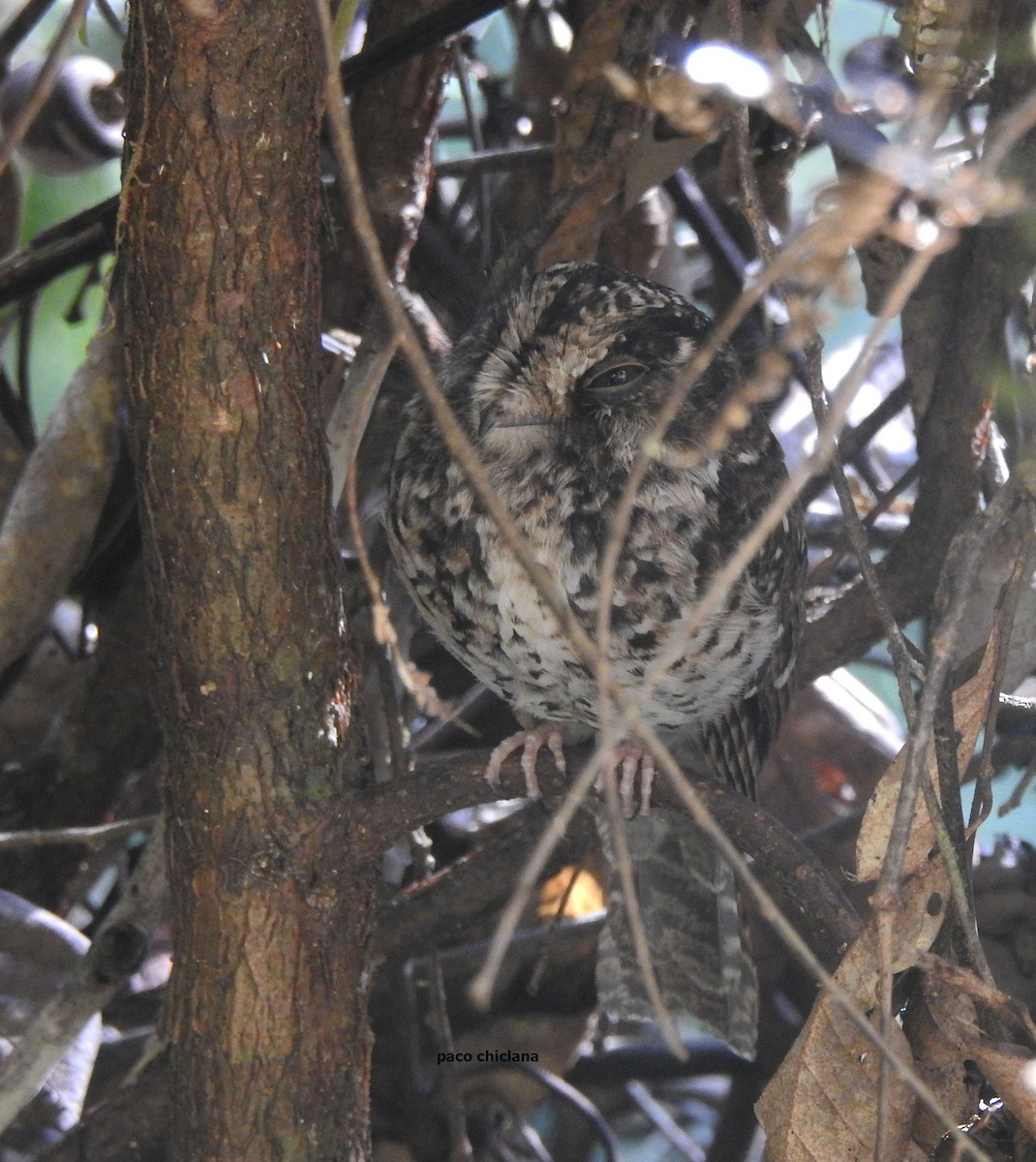 Mountain Owlet-nightjar - ML624651384