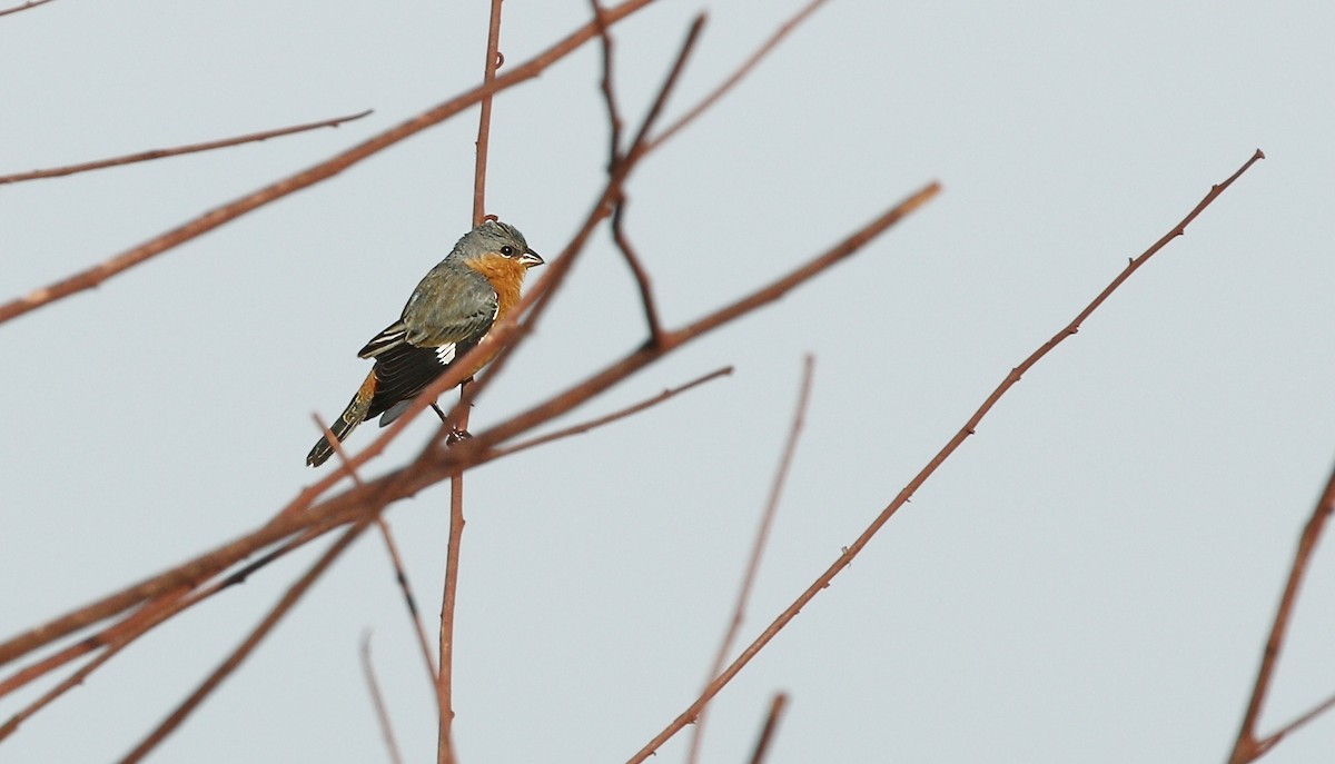 Tawny-bellied Seedeater - ML624651406
