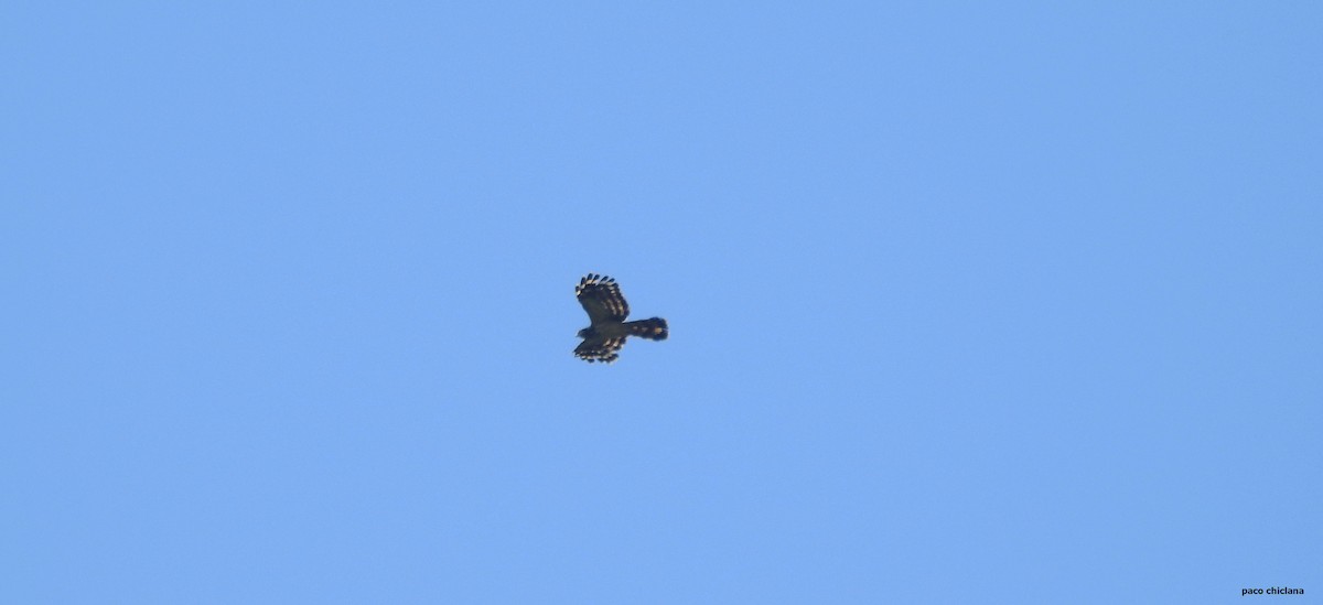 Long-tailed Honey-buzzard - ML624651412