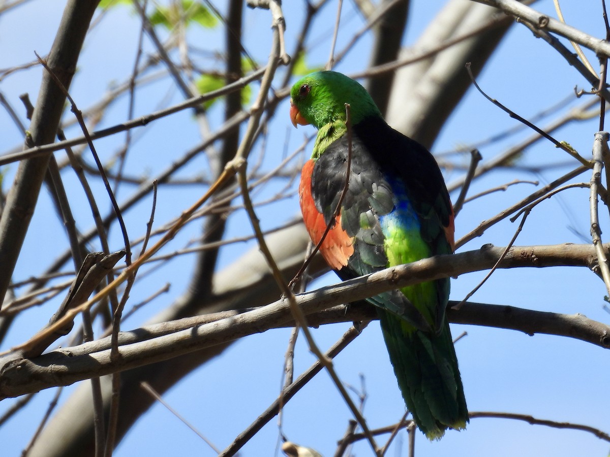 Red-winged Parrot - ML624651435