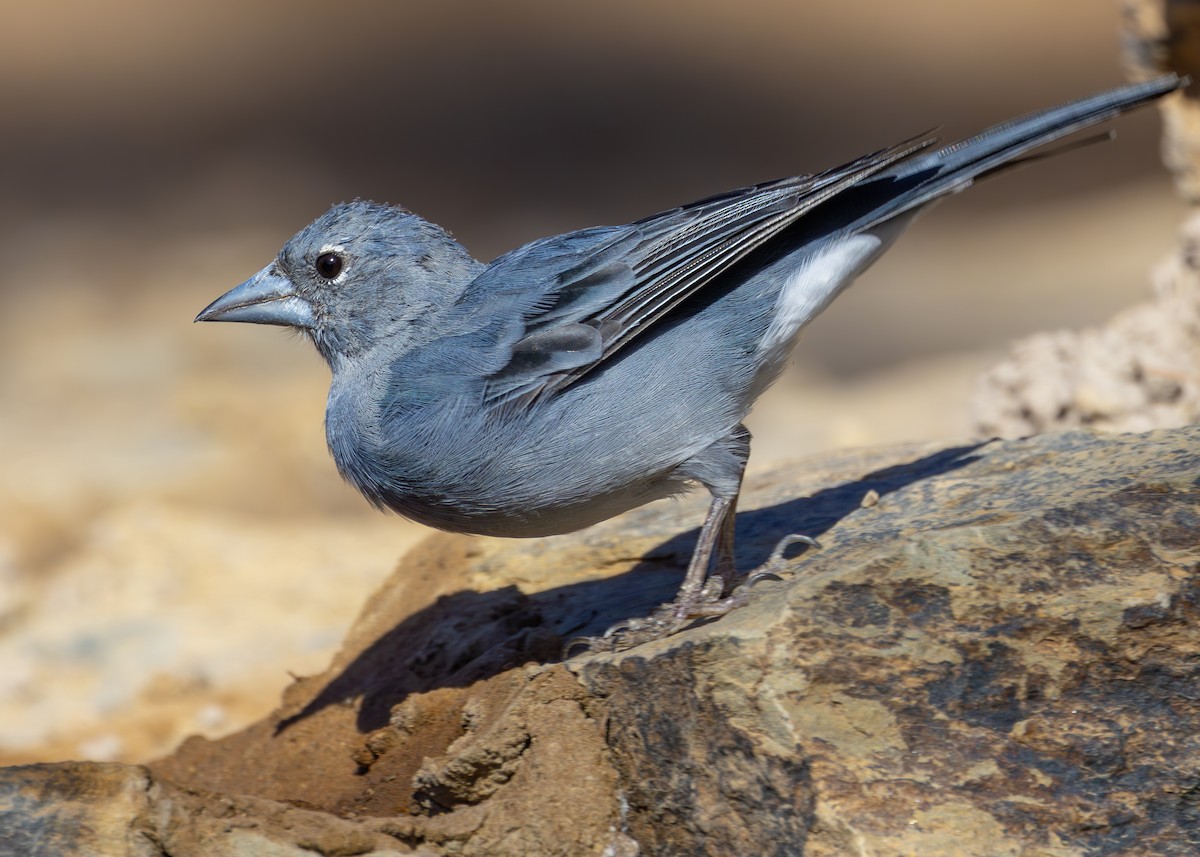 Tenerife Blue Chaffinch - Nathaniel Dargue
