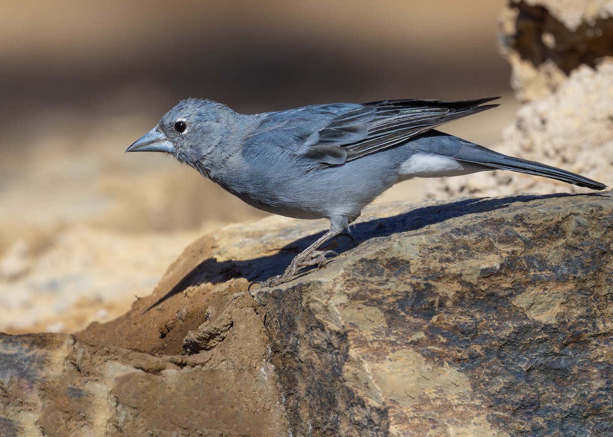 Tenerife Blue Chaffinch - Nathaniel Dargue