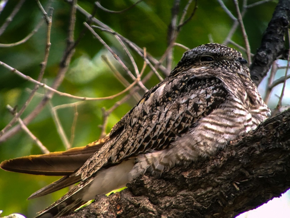 Common Nighthawk - Patrick Maurice