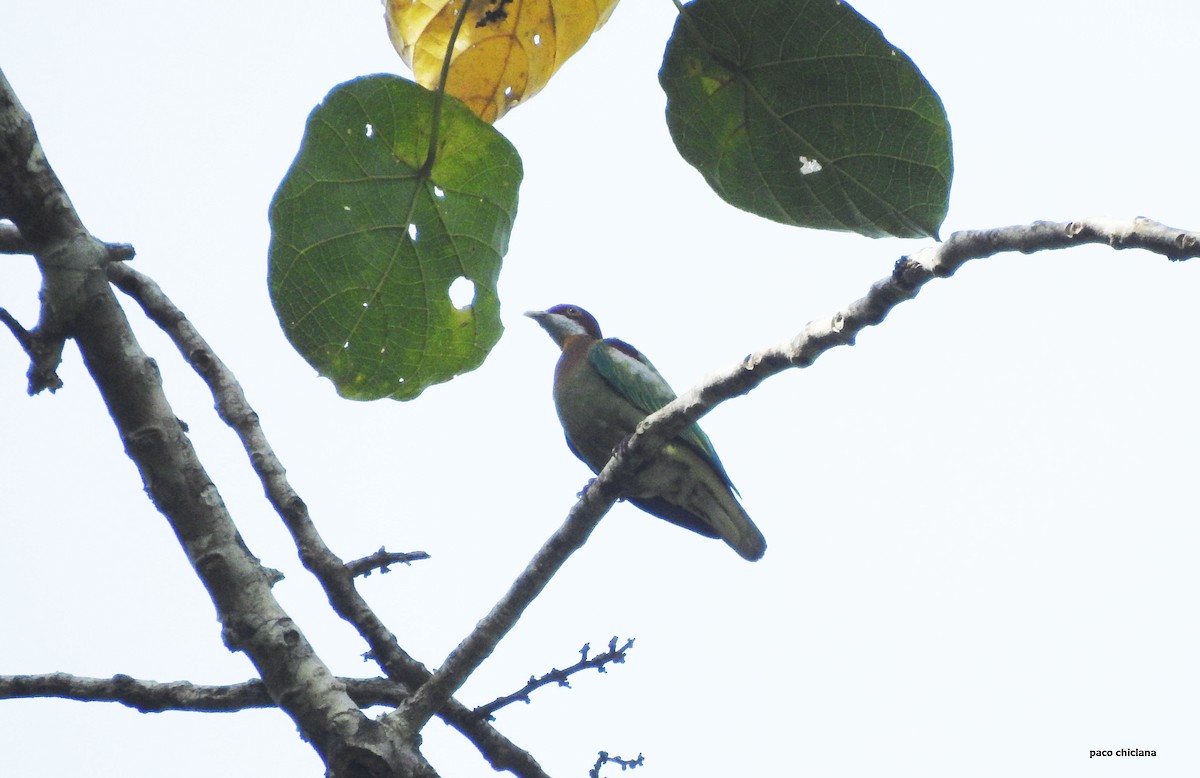 Ornate Fruit-Dove (Western) - ML624651517