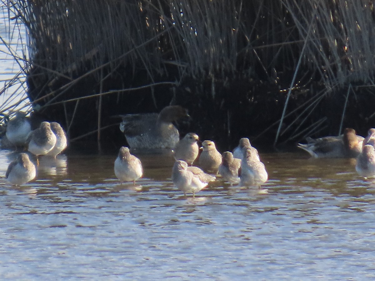 American Golden-Plover - ML624651671