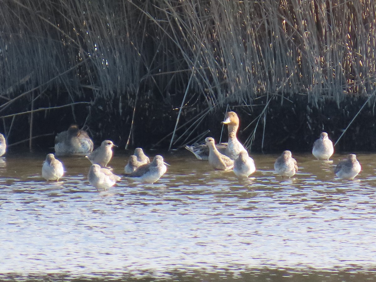 American Golden-Plover - ML624651673