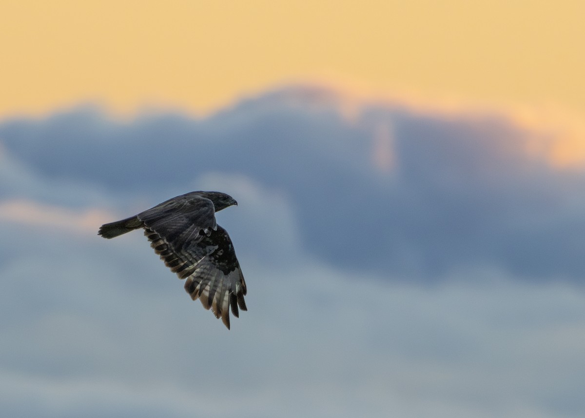 Common Buzzard (Canary Is.) - ML624651744