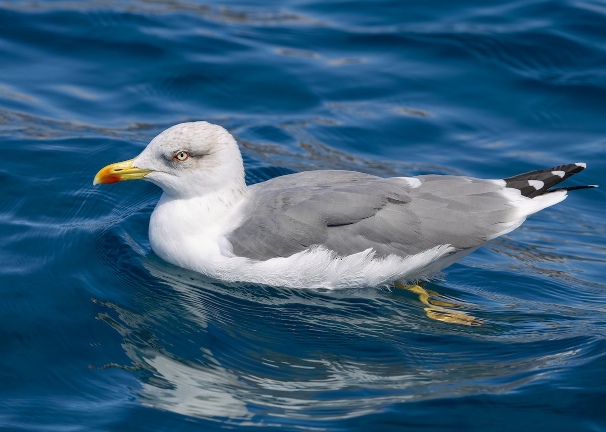 Yellow-legged Gull (atlantis) - Nathaniel Dargue