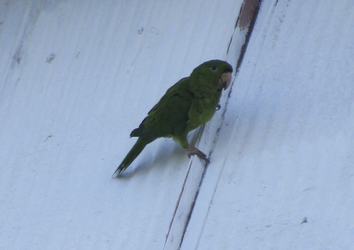 Pacific Parakeet - ML624651891