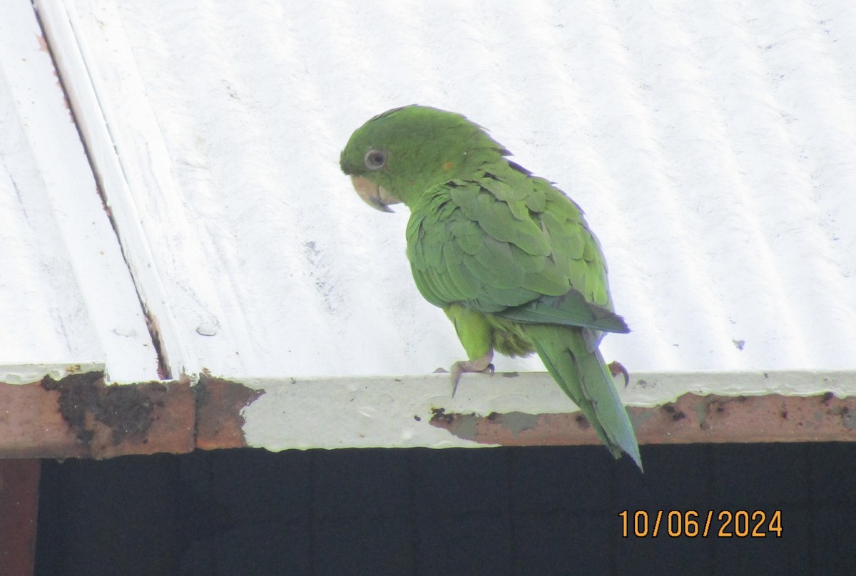 Pacific Parakeet - ML624651892