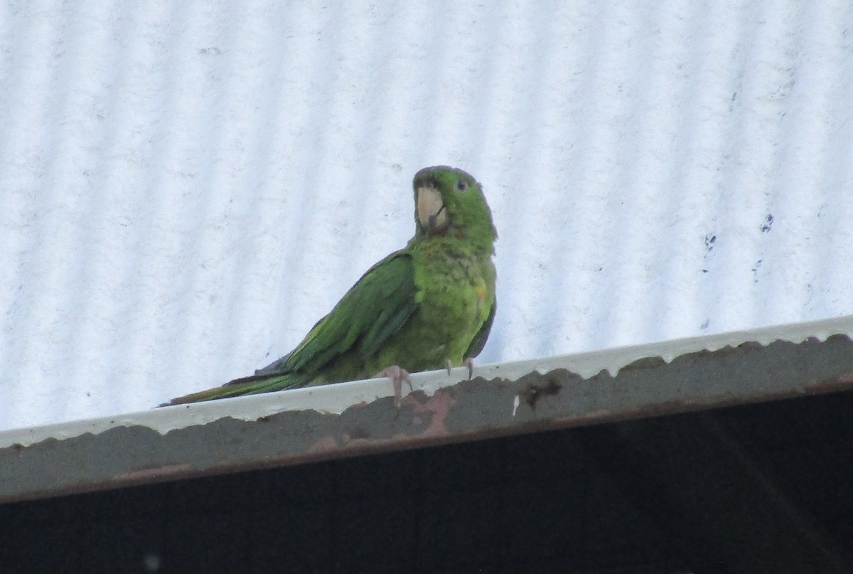 Pacific Parakeet - ML624651893