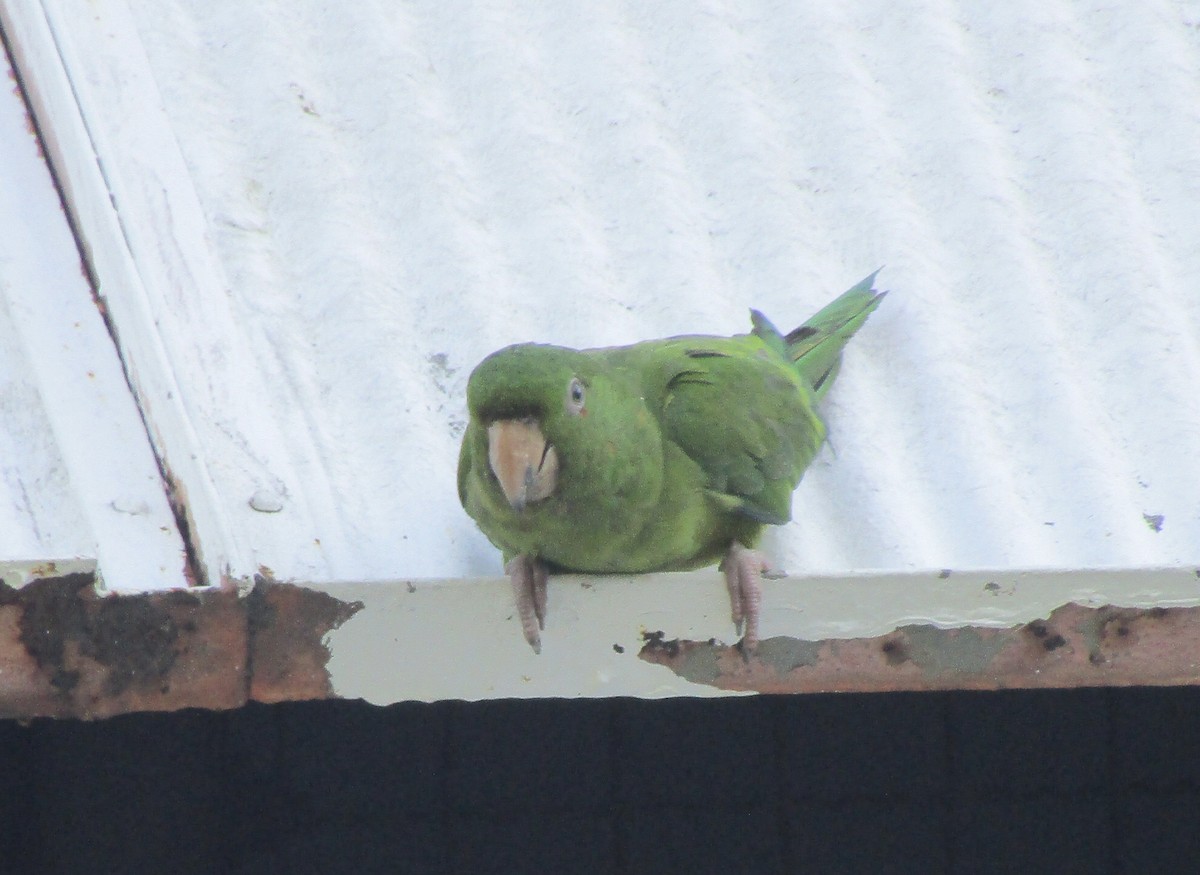 Pacific Parakeet - ML624651894