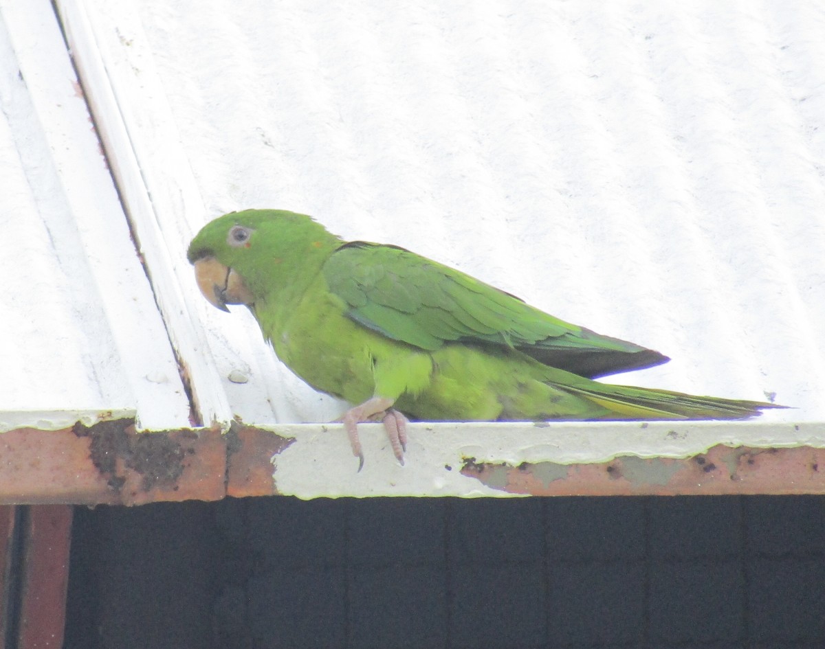 Pacific Parakeet - ML624651895