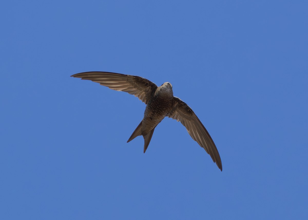 Plain Swift - ML624651941