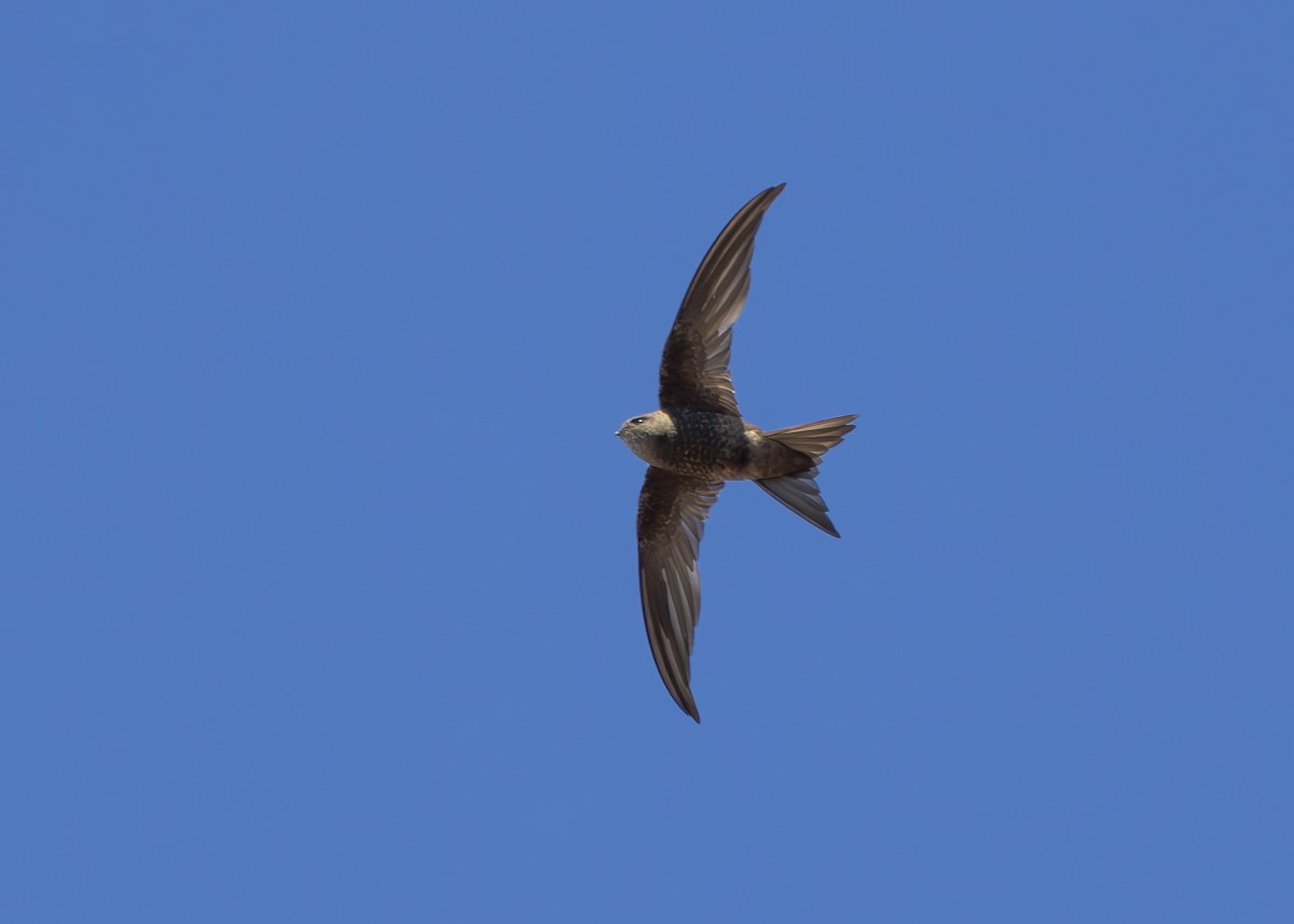 Plain Swift - Nathaniel Dargue