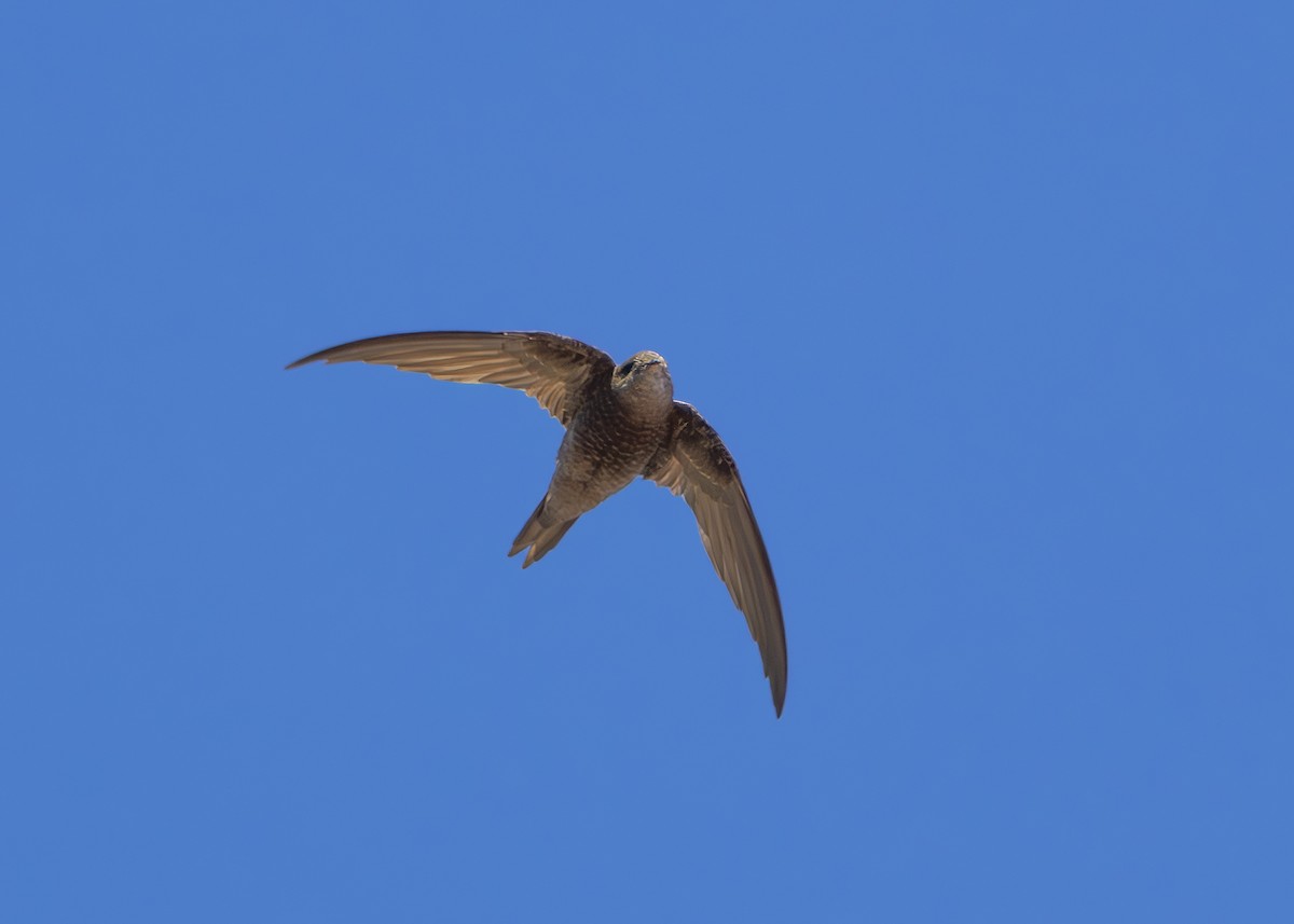 Plain Swift - ML624651952