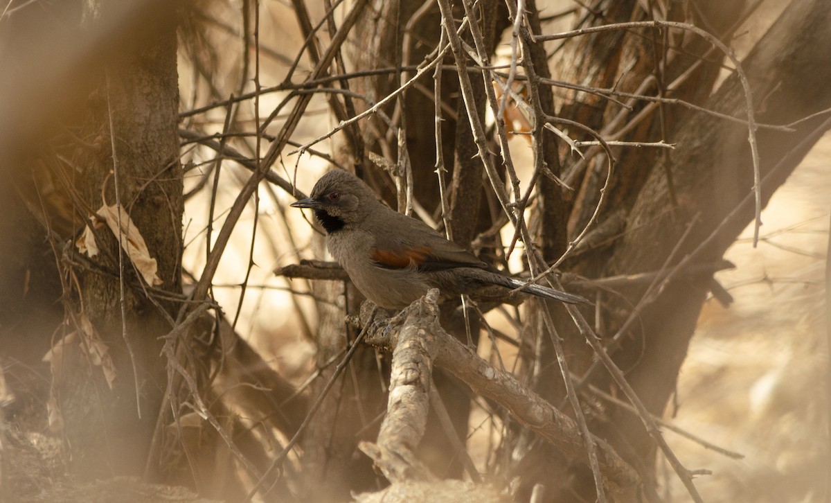 Red-shouldered Spinetail - ML624651979