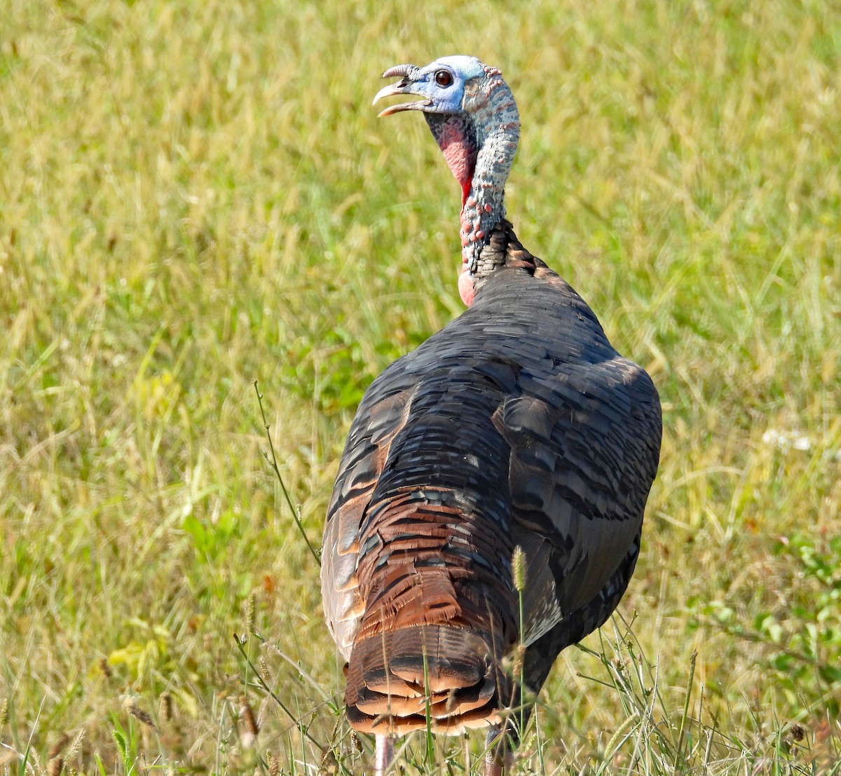 Wild Turkey - ML624651985