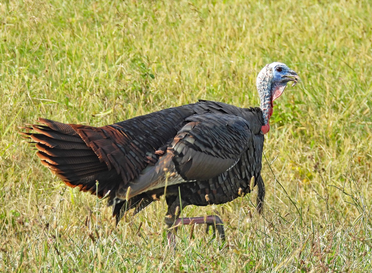 Wild Turkey - ML624651986