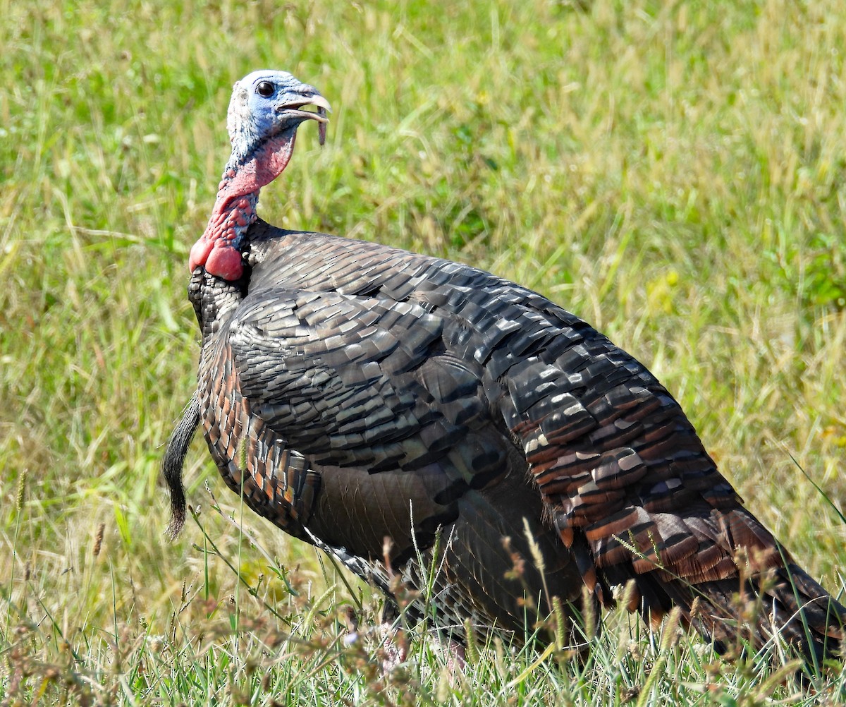 Wild Turkey - ML624651987