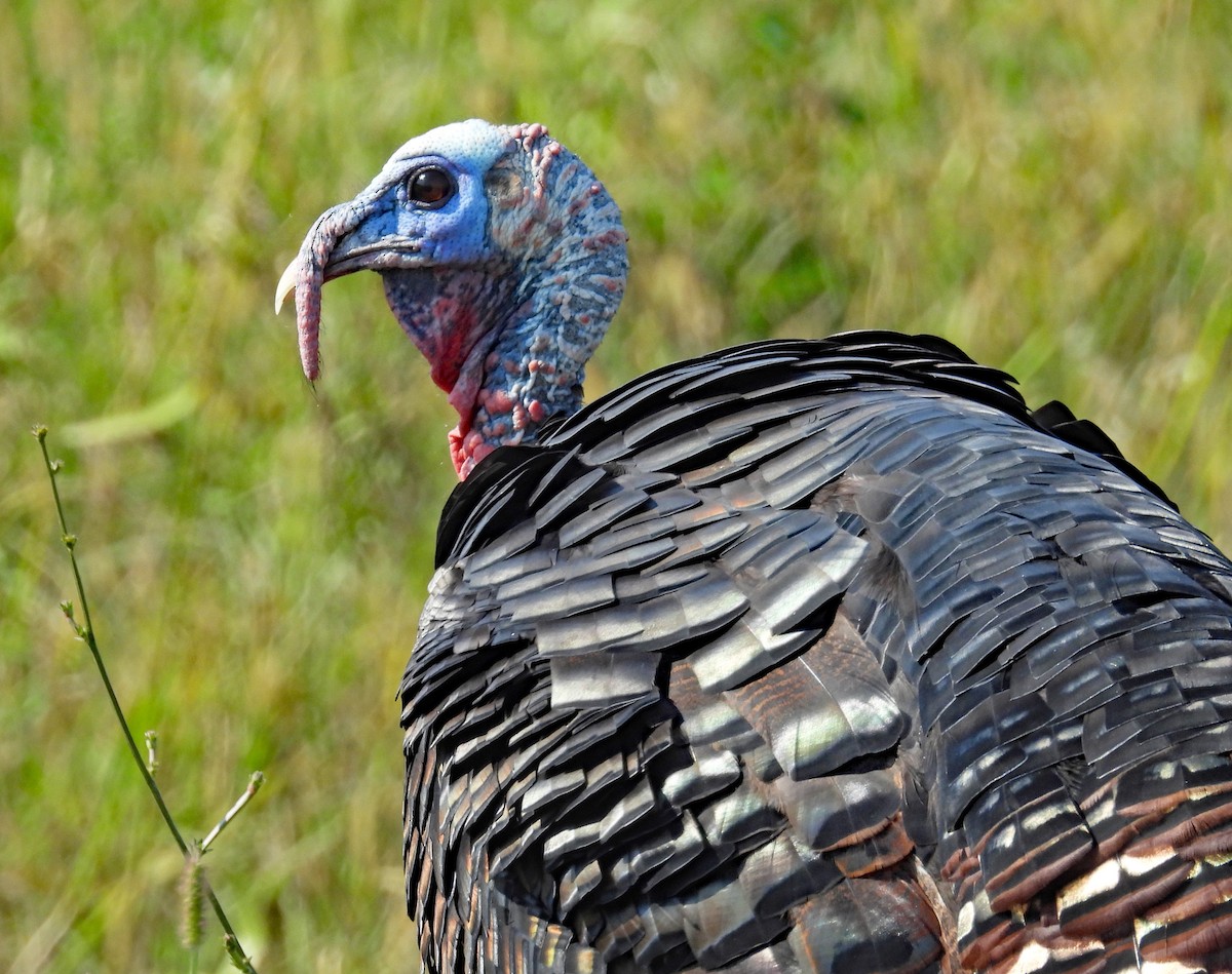 Wild Turkey - ML624651988