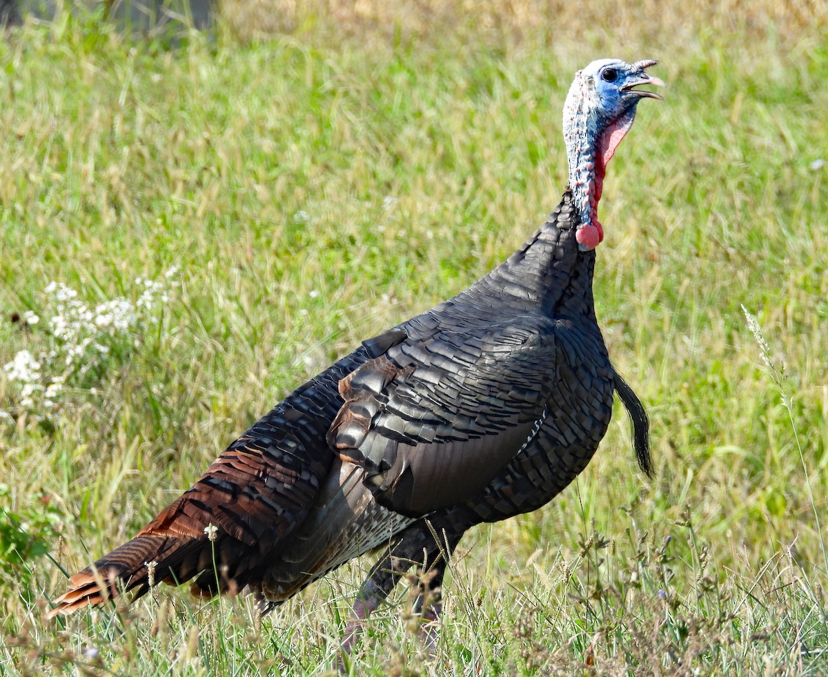 Wild Turkey - ML624651989