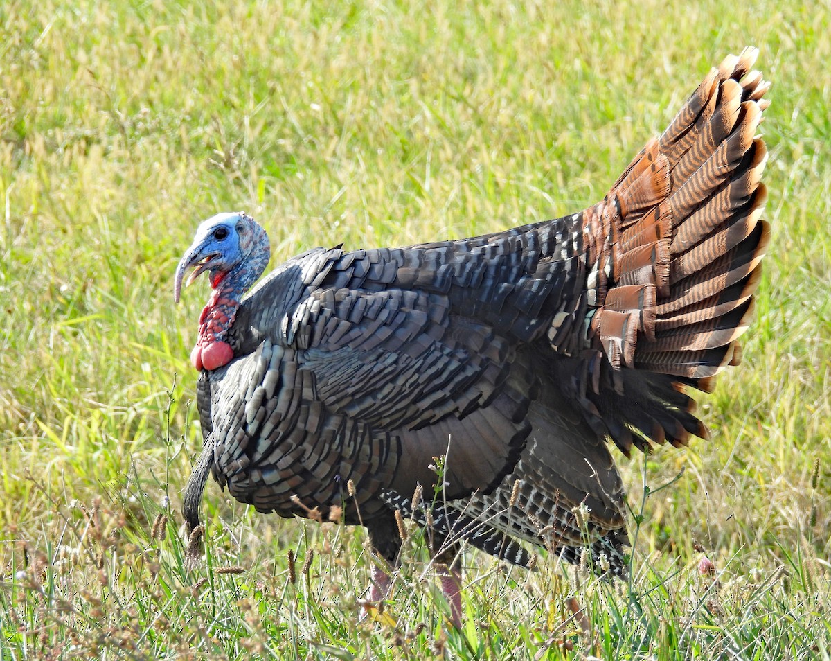 Wild Turkey - ML624651990