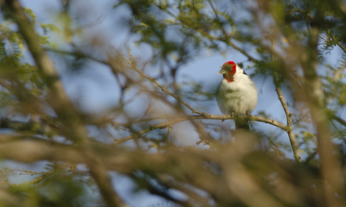 Red-cowled Cardinal - ML624652021