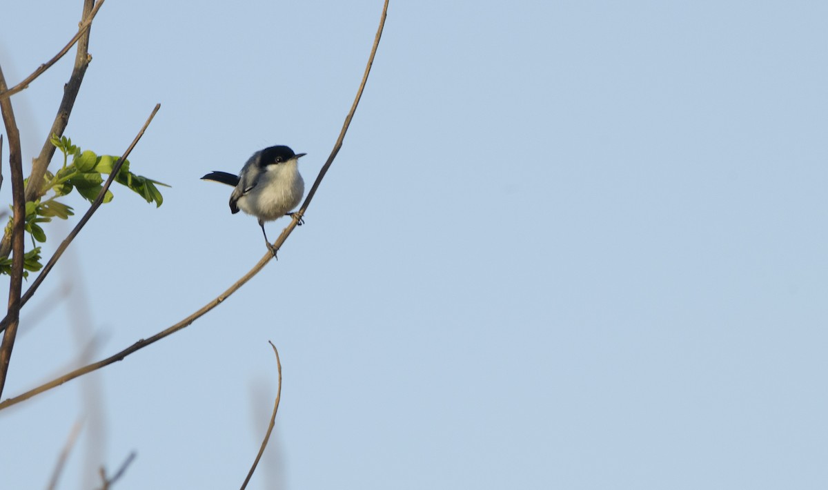 Tropical Gnatcatcher - ML624652029