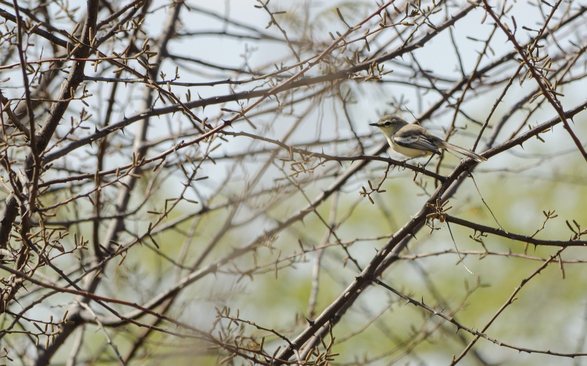 Bahia Wagtail-Tyrant - ML624652032