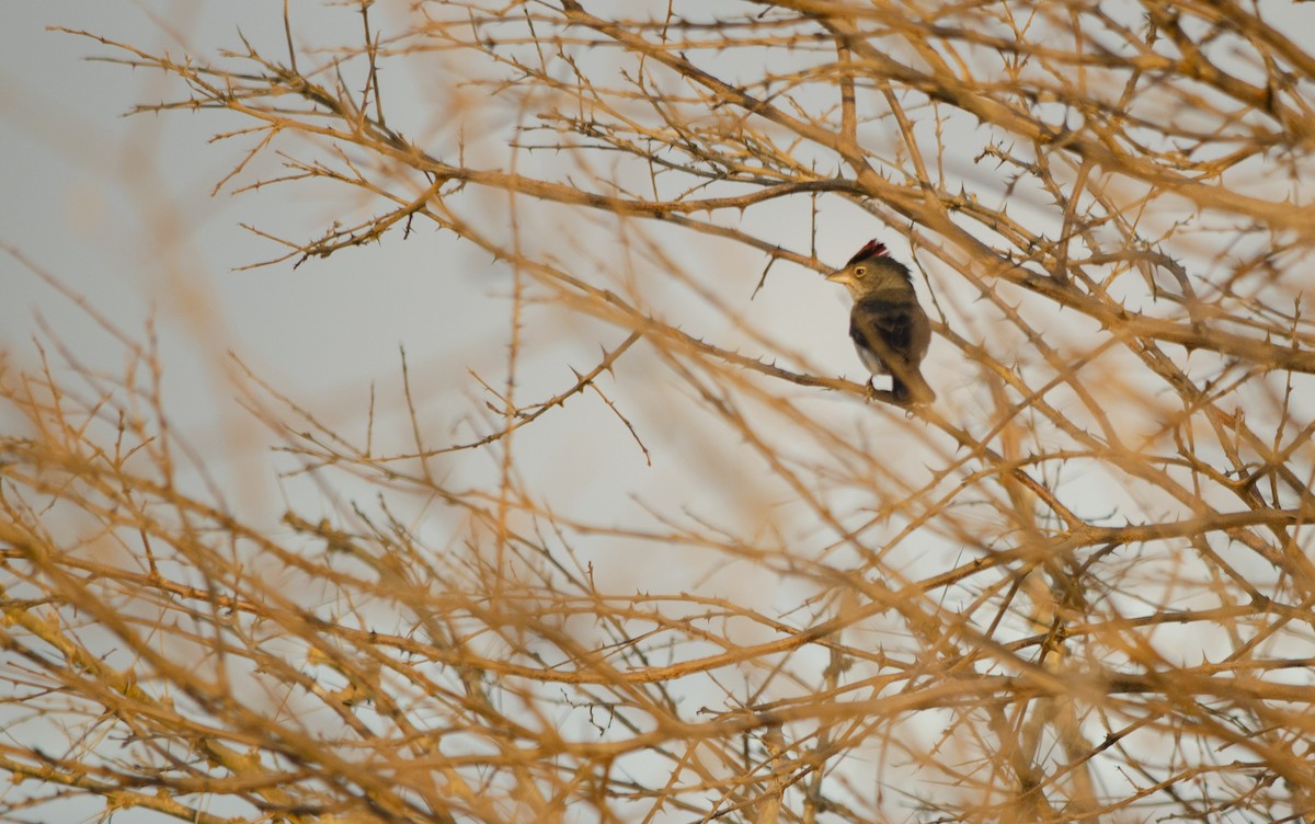 Pileated Finch - ML624652044