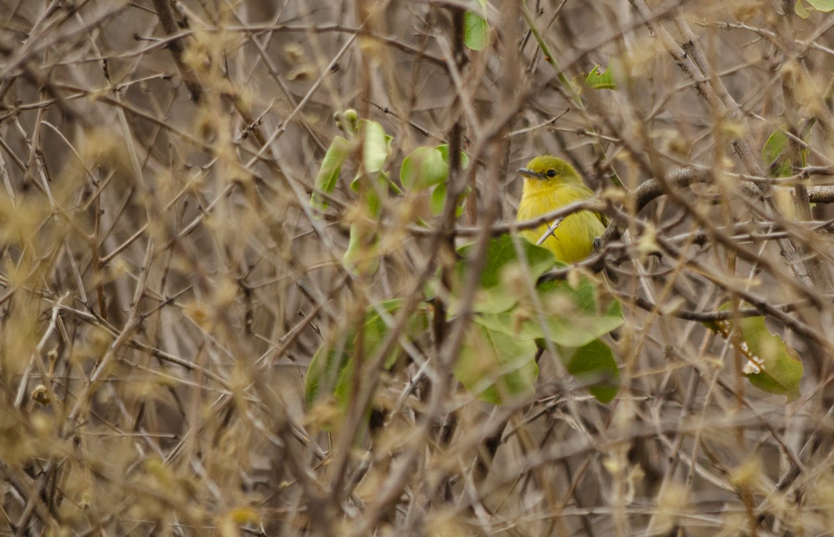 Ochre-lored Flatbill - ML624652132