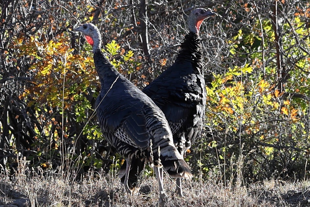 Wild Turkey - ML624652152