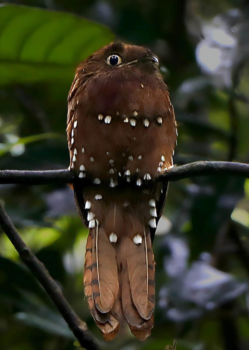 Rufous Potoo - Sergio LEON