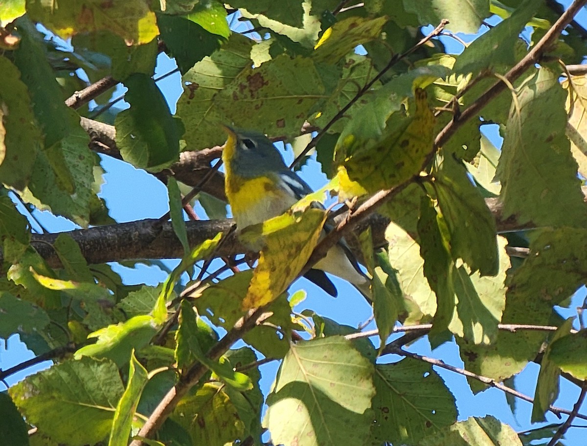 Northern Parula - ML624652411