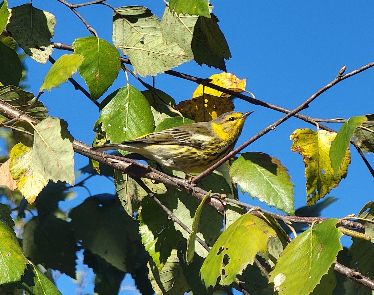 Cape May Warbler - ML624652432