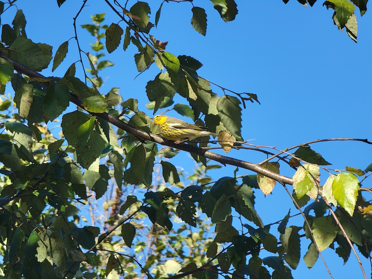 Cape May Warbler - ML624652433