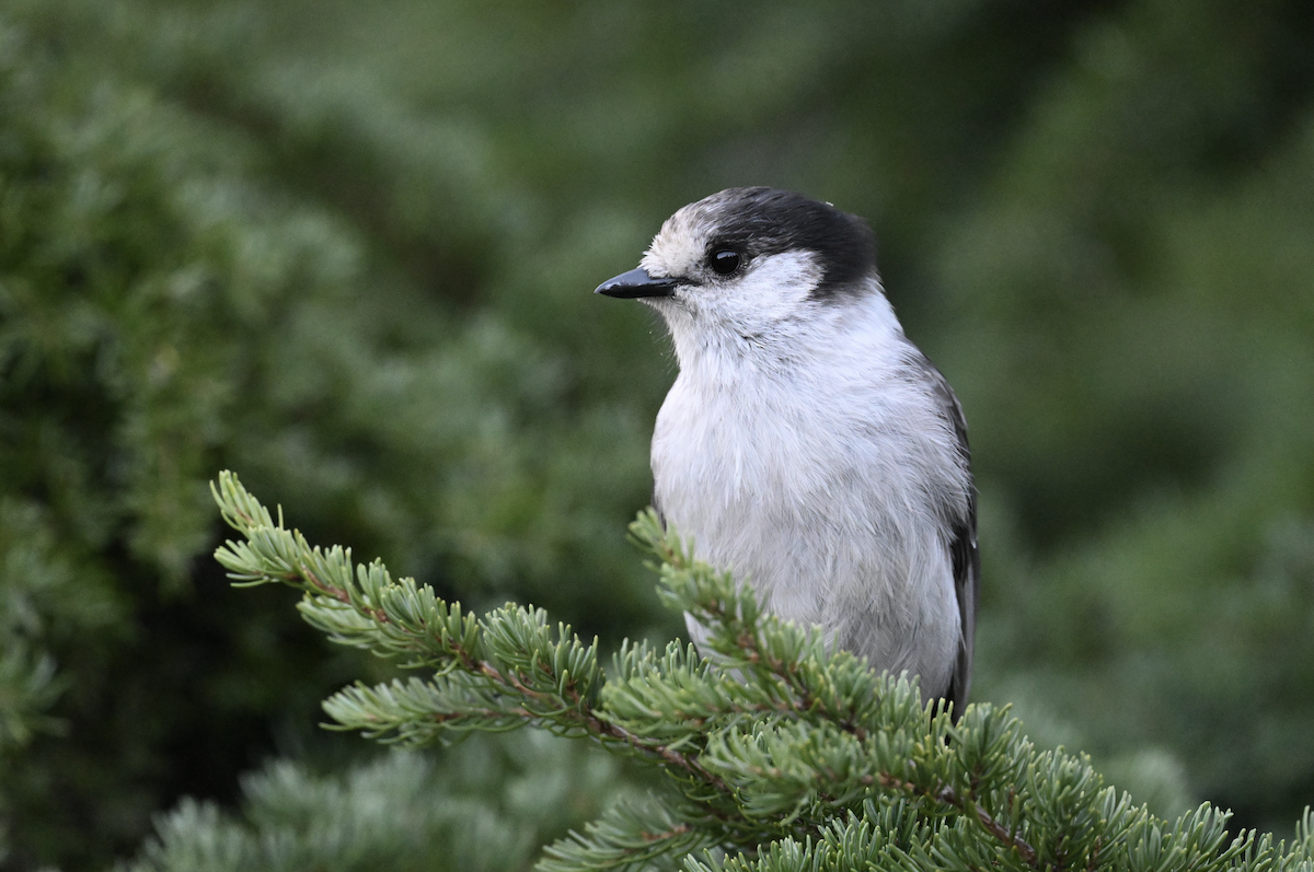 Canada Jay - ML624652475