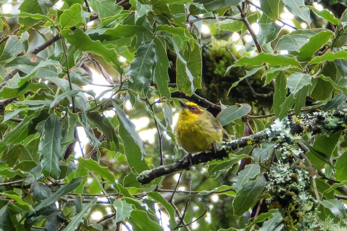 Golden-browed Warbler - ML624652585