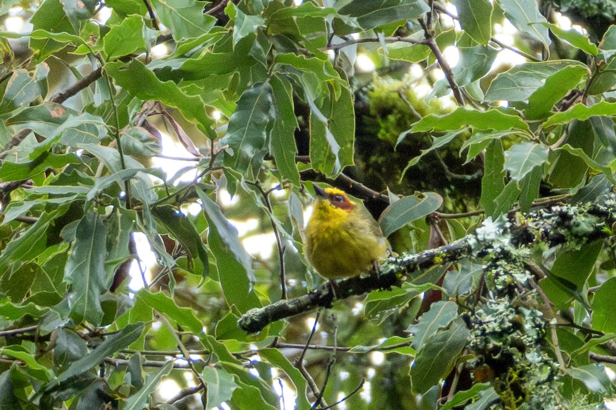 Golden-browed Warbler - ML624652586