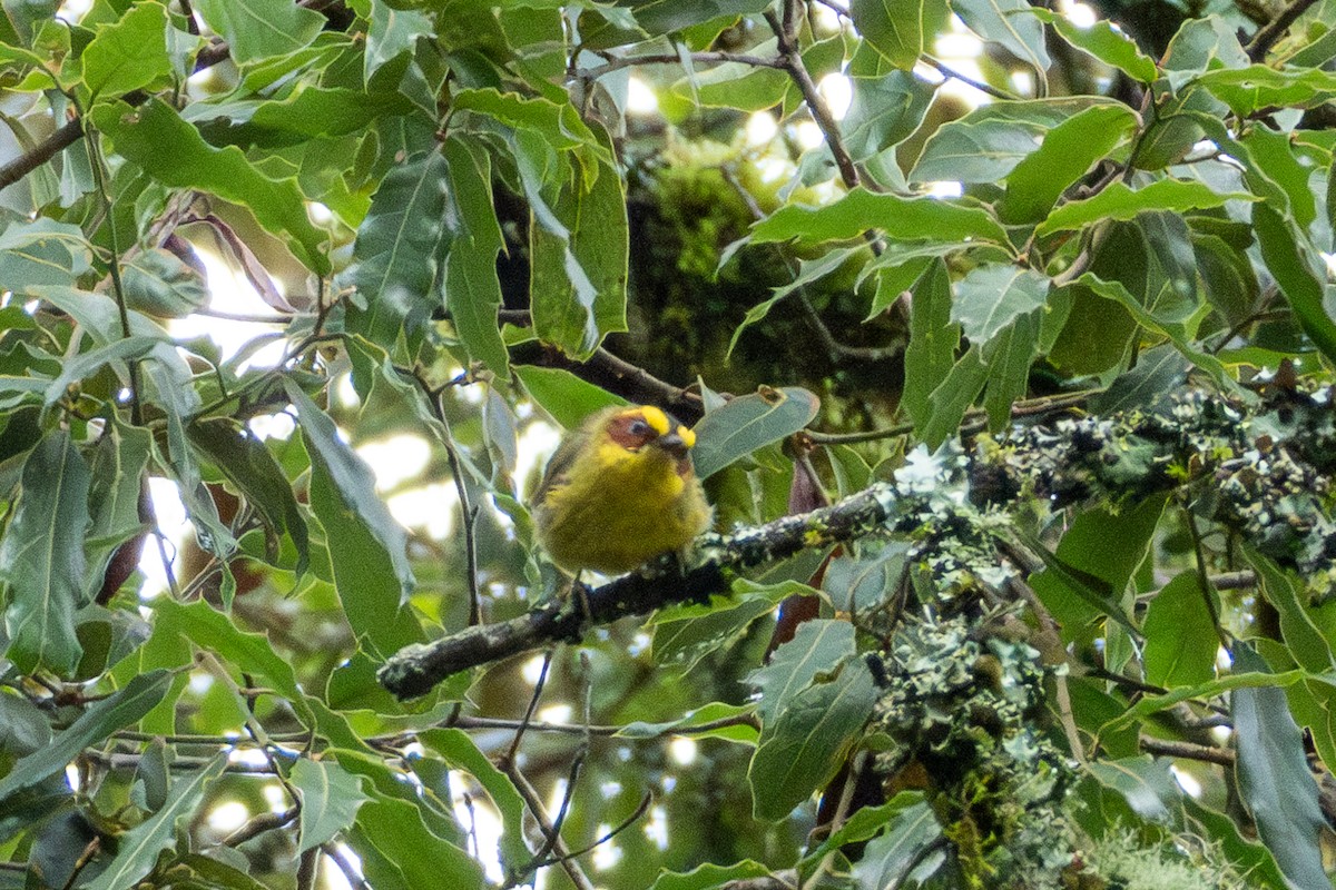 Golden-browed Warbler - ML624652587