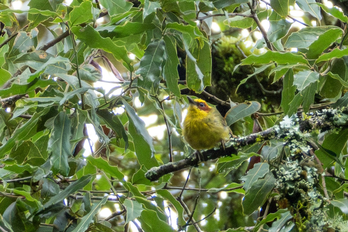 Golden-browed Warbler - ML624652589