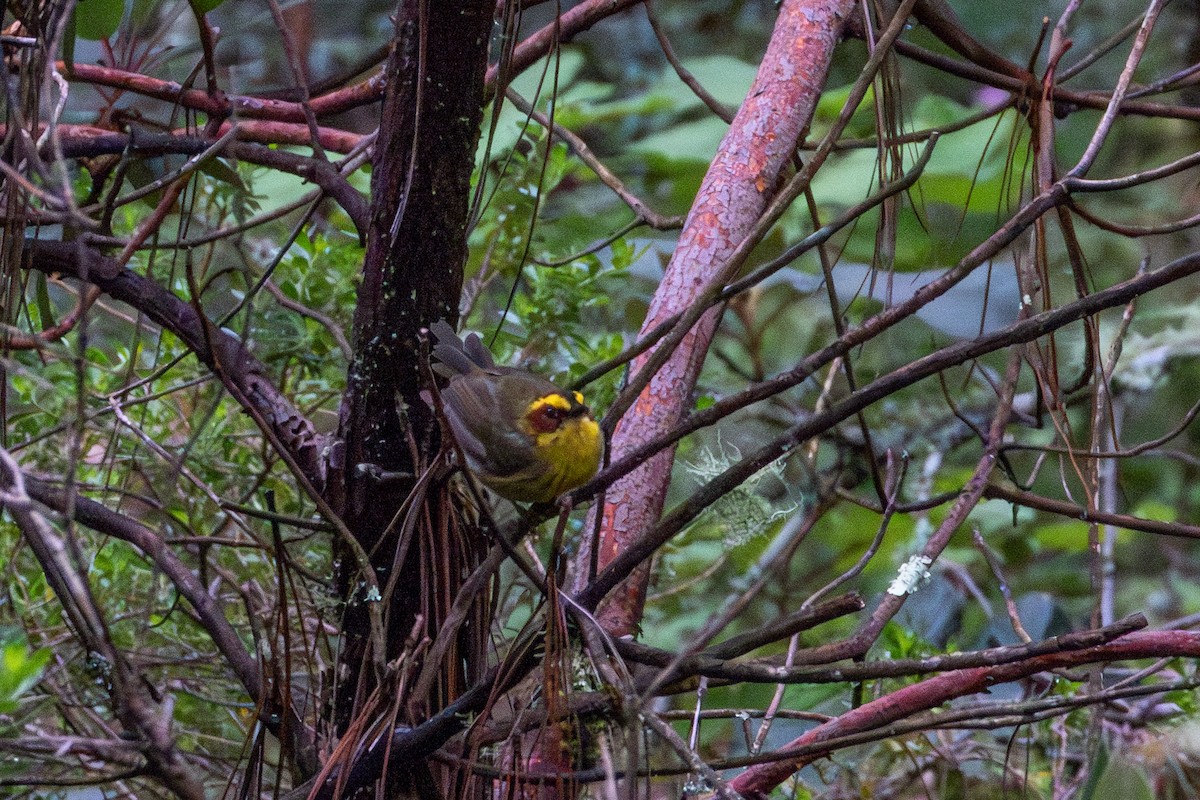 Golden-browed Warbler - ML624652593