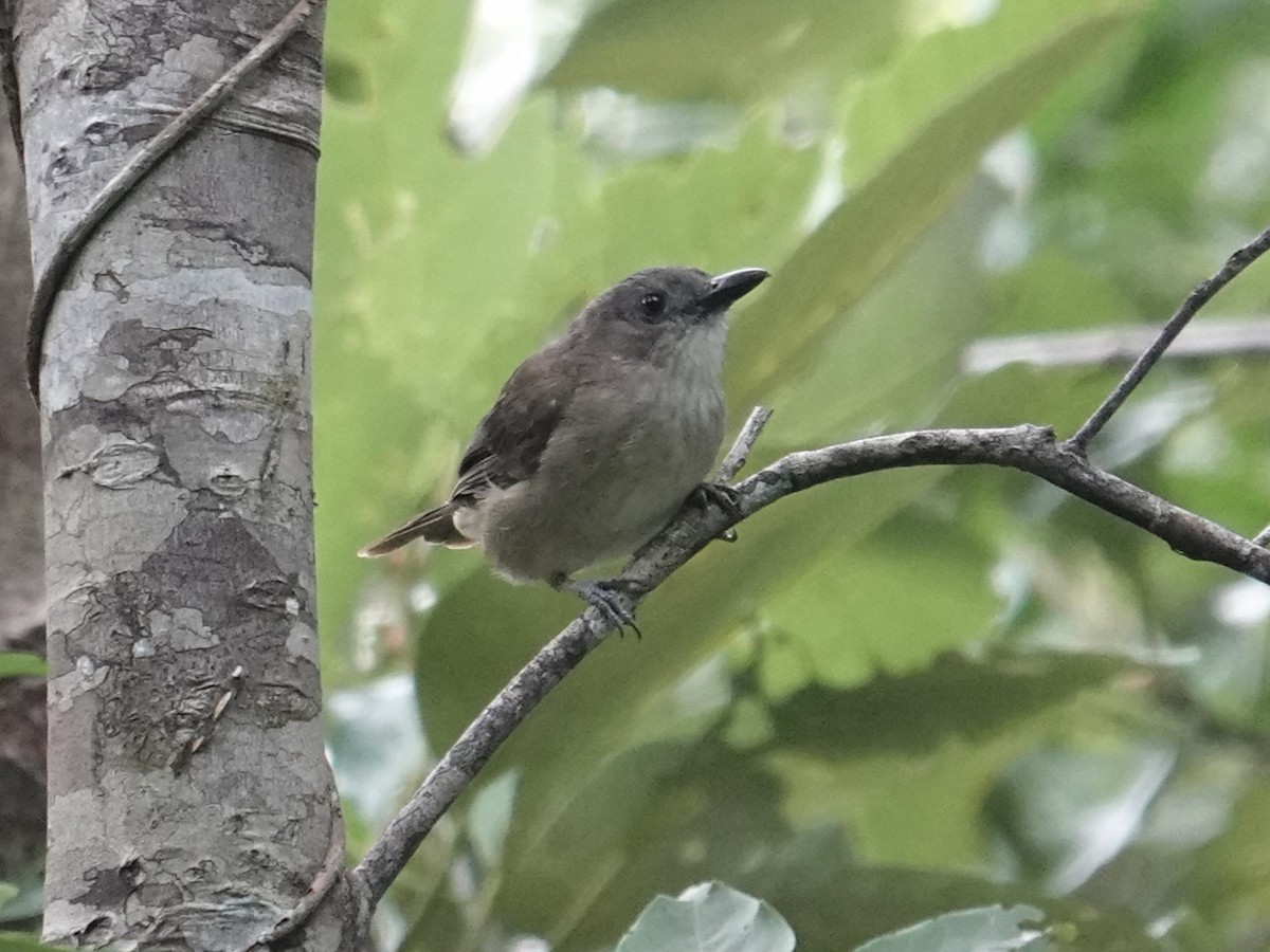 Tagula Shrikethrush - ML624652835